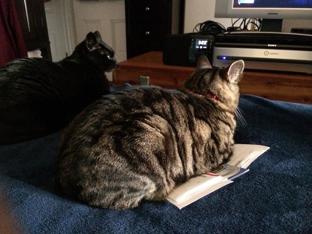 They like to watch T.V.